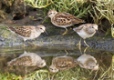 Calidris minutilla